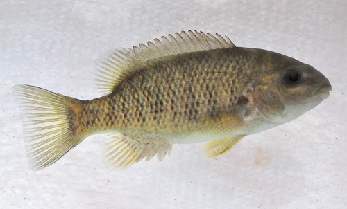 Tuba Cichlid (Tomocichla tuba) · iNaturalist