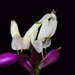 Orchid Mantis - Photo (c) Zleng, all rights reserved, uploaded by Kean Leng Ang