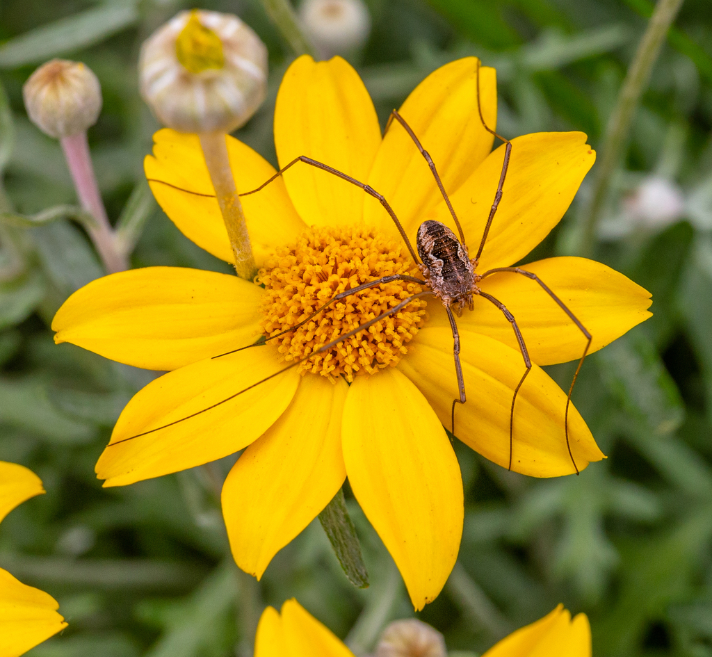 European Harvestman From Christchurch Central City Christchurch New