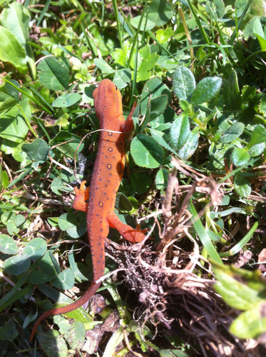 Medium