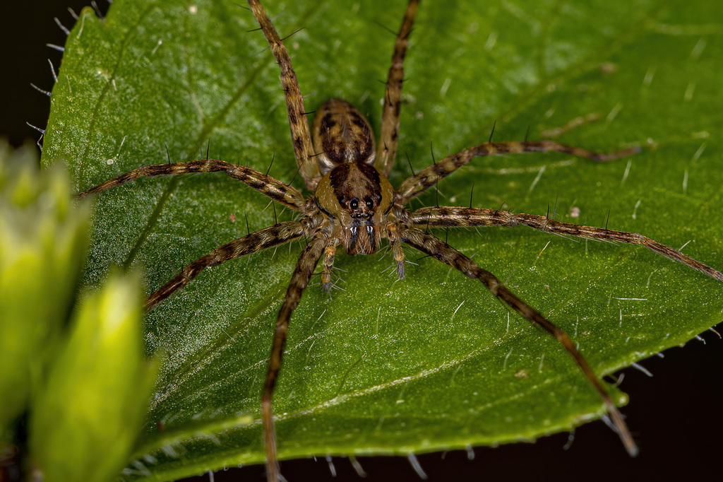 Nursery Web Spiders from Salto Rio Aporé Cassilândia MS 79540 000