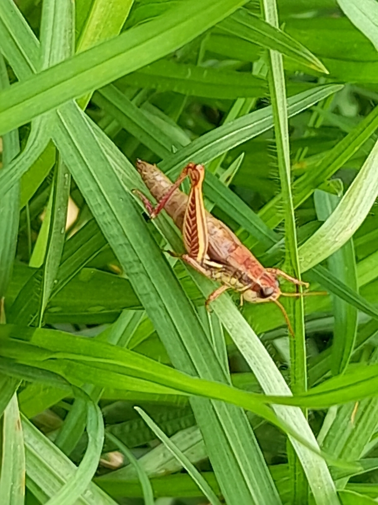 Short Horned Grasshoppers And Locusts From Andres Avelino Caceres