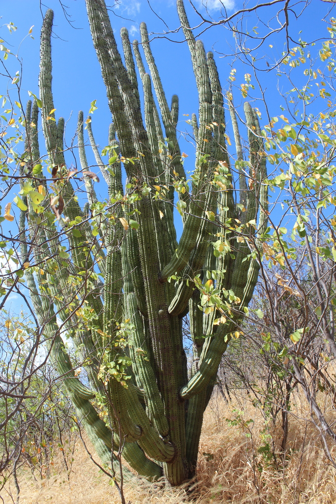 Organ Pipe Cactus In October By Horacio V Barcenas Inaturalist