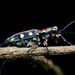 Golden-spotted Tiger Beetle - Photo (c) Zhao Leng, all rights reserved, uploaded by Kean Leng Ang