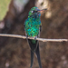 Meksikonsmaragdikolibri - Photo (c) Zabdiel Peralta, kaikki oikeudet pidätetään
