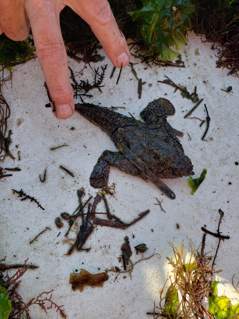 Polka Dot Batfish From Comt De Levy Floride Tats Unis On December