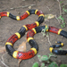 Texas Gulf-Coast Coralsnake - Photo (c) Jason Penney, all rights reserved