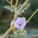 Rose Globemallow - Photo (c) BJ Stacey, all rights reserved