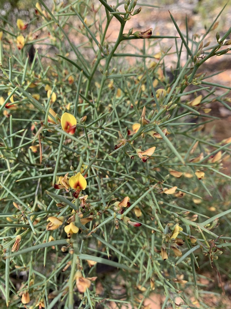 Daviesia Preissii From Woondowing Nature Reserve Bakers Hill WA AU