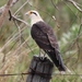 Yellow-headed Caracara - Photo (c) Jay Keller, all rights reserved, uploaded by Jay L. Keller