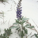 Gulf Coast Lupine - Photo (c) chegsp, all rights reserved