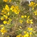 Small-flowered Gorse - Photo (c) Ramon Ferré, all rights reserved, uploaded by Ramon Ferré