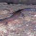 Largescale Lizards - Photo (c) Paul Freed, all rights reserved, uploaded by Paul Freed