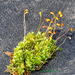 Funaria hygrometrica - Photo (c) mossy, all rights reserved