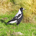 Tasmanian Magpie - Photo (c) jeremytaylor, all rights reserved, uploaded by jeremytaylor