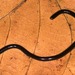 Serpientes Ciegas - Photo (c) Paul Freed, todos los derechos reservados, uploaded by Paul Freed