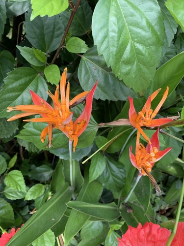 Avecilla Heliconia Psittacorum