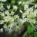 Allium canadense fraseri - Photo (c) Suzette Rogers, todos los derechos reservados