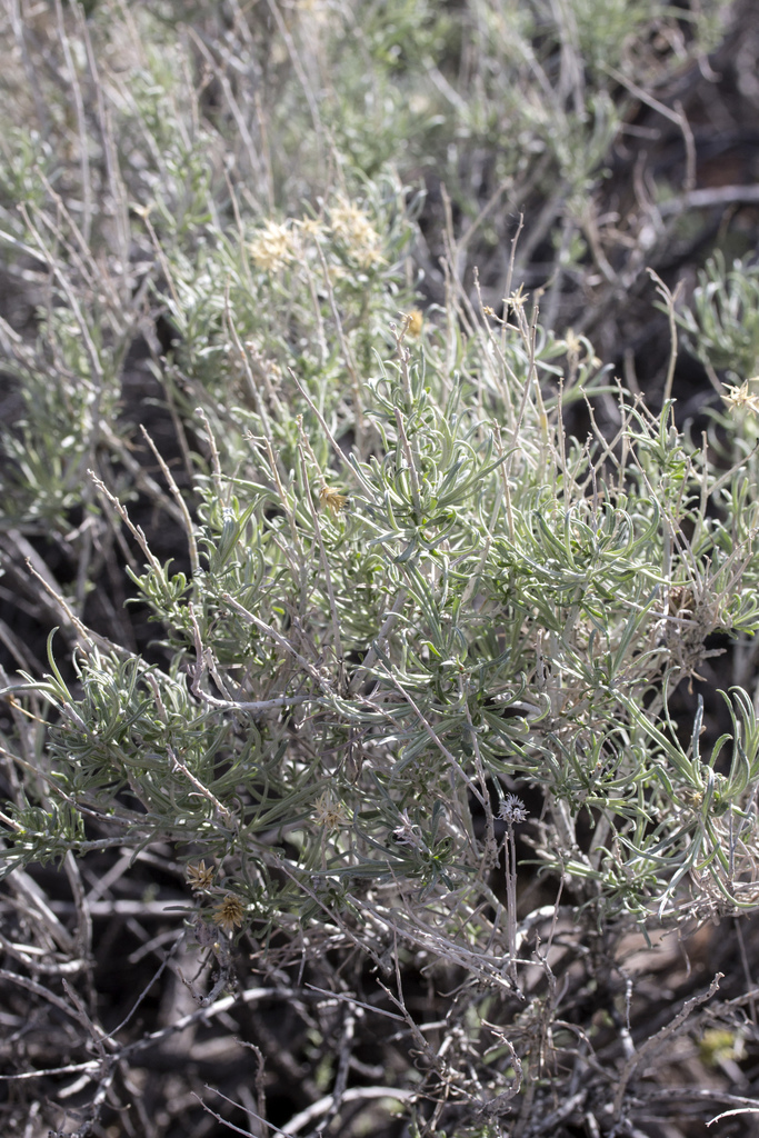 Rubber Rabbitbrush From Sunset Crater Volcano National Monument 