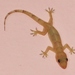 Tropical House Gecko - Photo (c) Jay Keller, all rights reserved, uploaded by Jay L. Keller