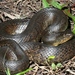 Mississippi Green Watersnake - Photo (c) Toby Hibbitts, all rights reserved
