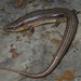 Great Plains Skink - Photo (c) Toby Hibbitts, all rights reserved