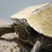 Map Turtles - Photo (c) rrommel, all rights reserved, uploaded by rrommel
