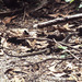 Varanus scalaris - Photo (c) Paul Freed, todos los derechos reservados, uploaded by Paul Freed