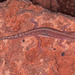Lucasium stenodactylus - Photo (c) Paul Freed, todos los derechos reservados, uploaded by Paul Freed