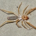 Straight-faced Windscorpions - Photo (c) Jay Keller, all rights reserved, uploaded by Jay L. Keller
