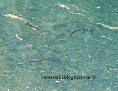 (c) mossy, all rights reserved Small