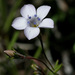 Gilia ochroleuca - Photo (c) NatureShutterbug, όλα τα δικαιώματα διατηρούνται, uploaded by Lynn Watson, Santa Barbara
