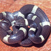 Black-banded Cat-eyed Snake - Photo (c) Paul Freed, all rights reserved, uploaded by Paul Freed