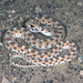 Dwarf Beaked Snake - Photo (c) Paul Freed, all rights reserved, uploaded by Paul Freed