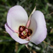 Catalina Mariposa Lily - Photo (c) NatureShutterbug, all rights reserved, uploaded by Lynn Watson, Santa Barbara