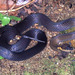 Cacophis - Photo (c) Paul Freed, todos los derechos reservados, uploaded by Paul Freed