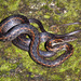 Khasi Hills Keelback - Photo (c) Paul Freed, all rights reserved, uploaded by Paul Freed