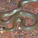 Orange-naped Snake - Photo (c) herpguy, all rights reserved, uploaded by Paul Freed