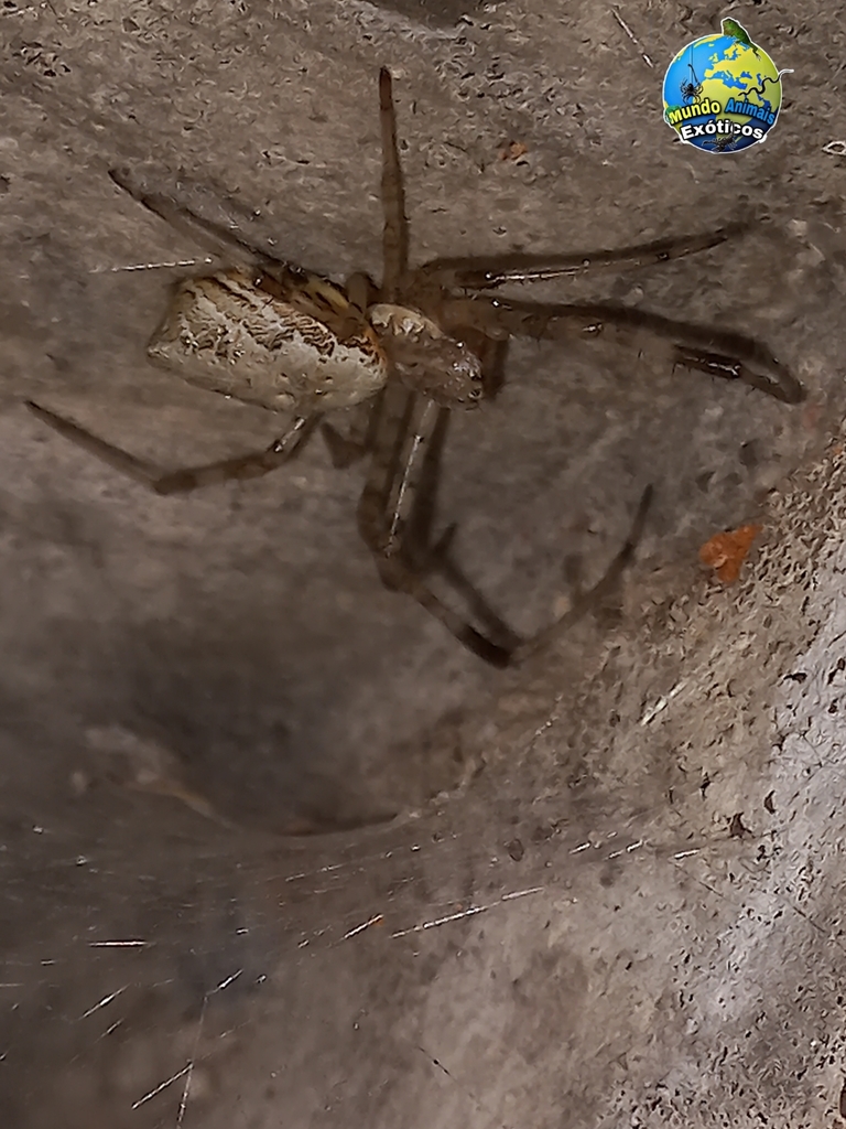 African Hermit Spider from Vila Olimpica Poços de Caldas MG 37709