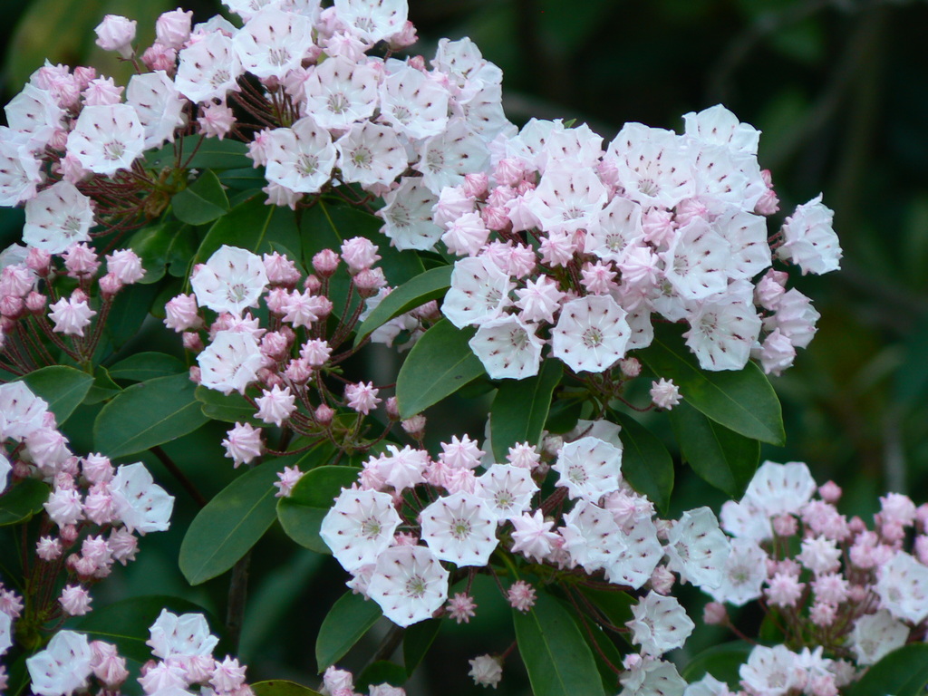 Mountain Laurel From Lake Ridge, Va On May 25, 2008 By Tgaw. Along The 