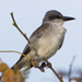Gray Kingbird - Photo (c) BJ Stacey, all rights reserved