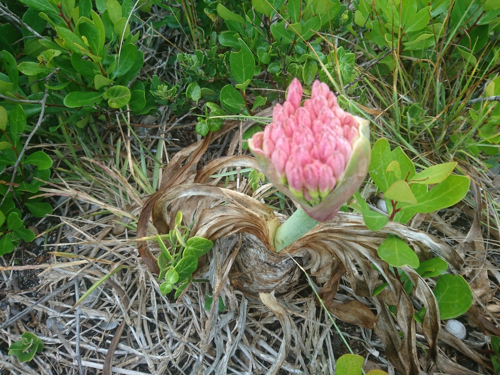 Poison Bulb From Start Of Sacramento Trail Schoenmakerskop Port