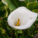Calla Lilies - Photo (c) Jay Bird, all rights reserved