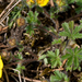 Seven-leaved Cinquefoil - Photo (c) Anne, all rights reserved