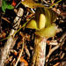 Arisaema nepenthoides - Photo (c) Tamsin Carlisle,  זכויות יוצרים חלקיות (CC BY-NC-SA)