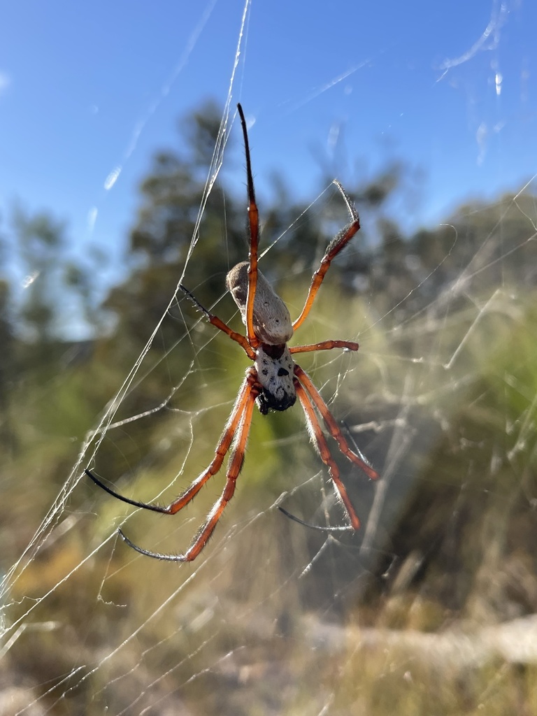 Australian Golden Orbweaver From Jennalup St Murdoch WA AU On