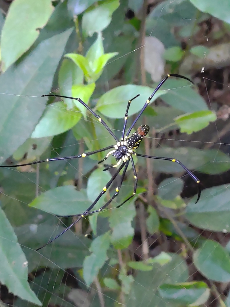 Giant Golden Orbweaver From Kaohsiung Tw Kh Tw On March At