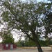 Square