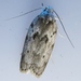 Dotted Antaeotricha Moth - Photo (c) John Ratzlaff, all rights reserved, uploaded by J. Allen Ratzlaff