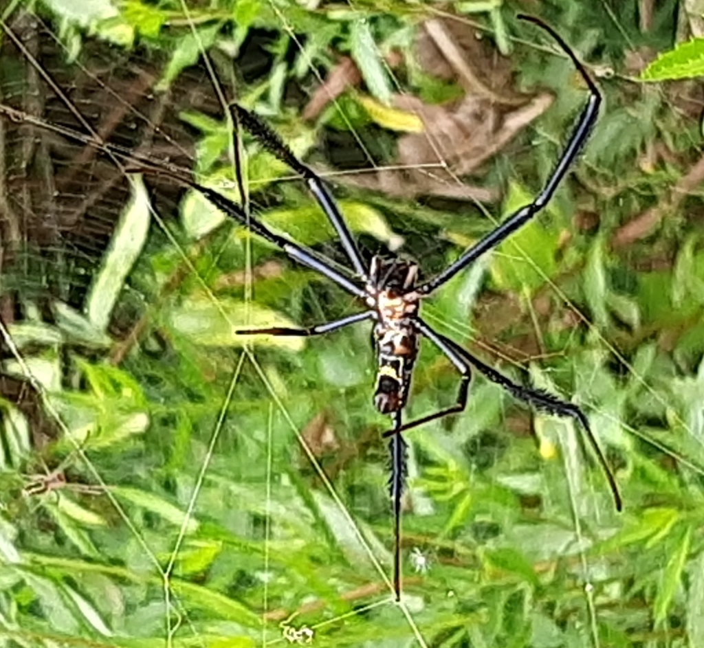 Southern Blackleg Orbweaver From Hessequa Local Municipality South